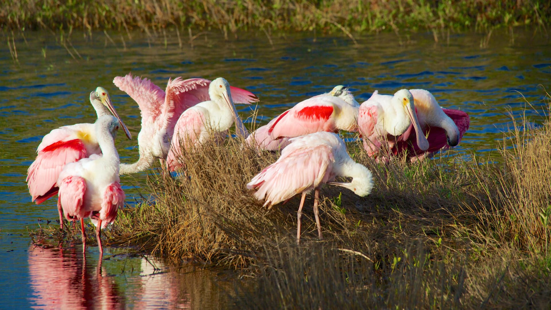 A group of pink spoonbills gathered near a water's edge.