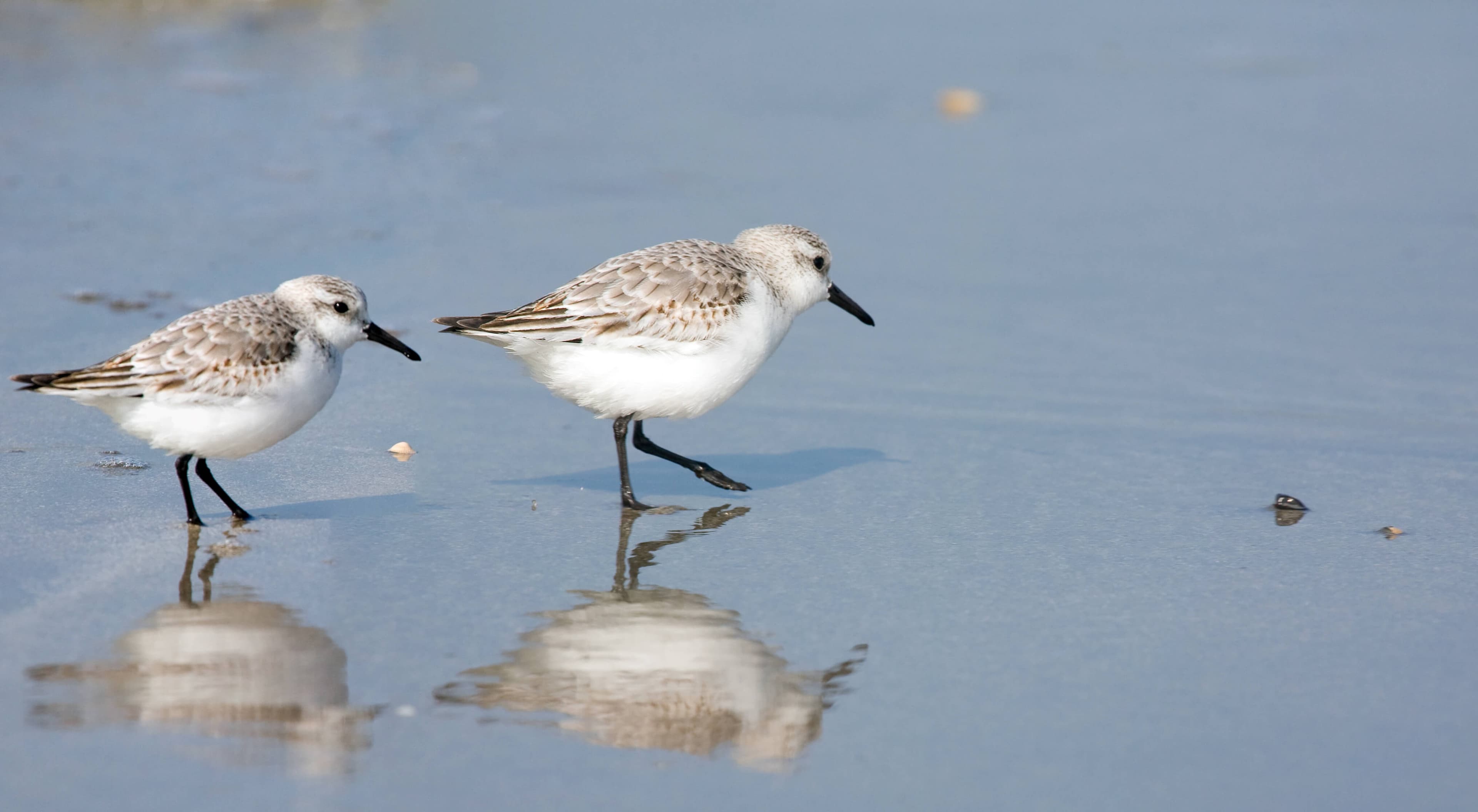 Two small shorebirds walking on wet sand.