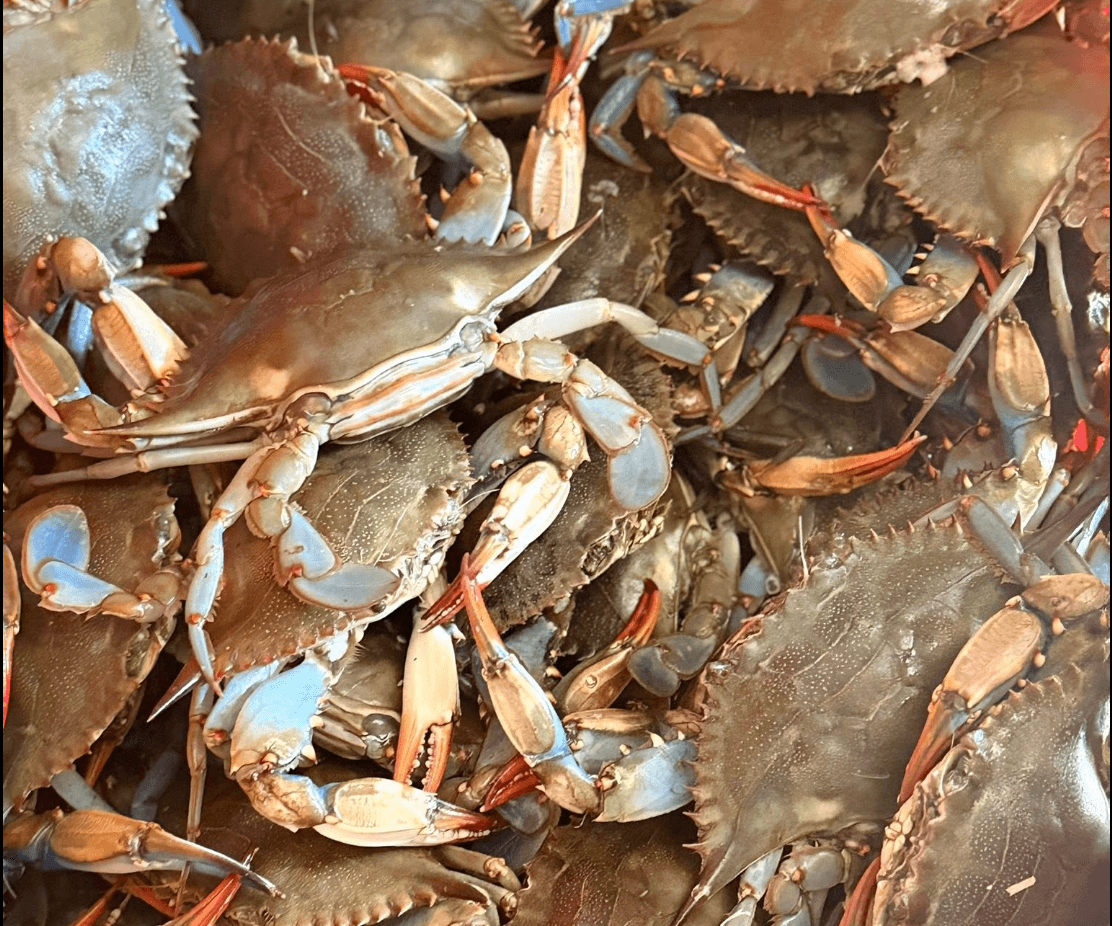 A close-up view of numerous blue crabs piled together.