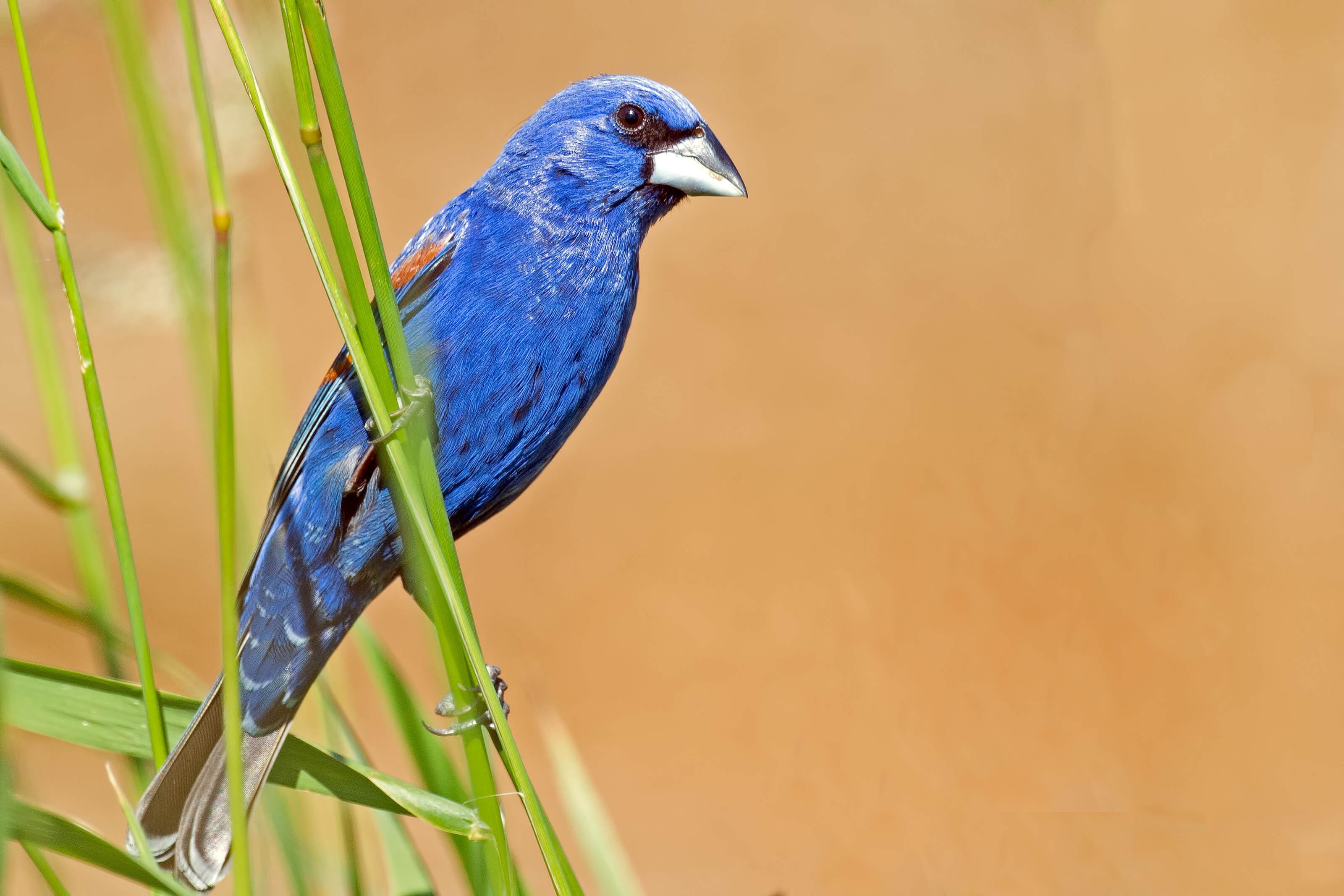 A vibrant blue bird perched among green grass.