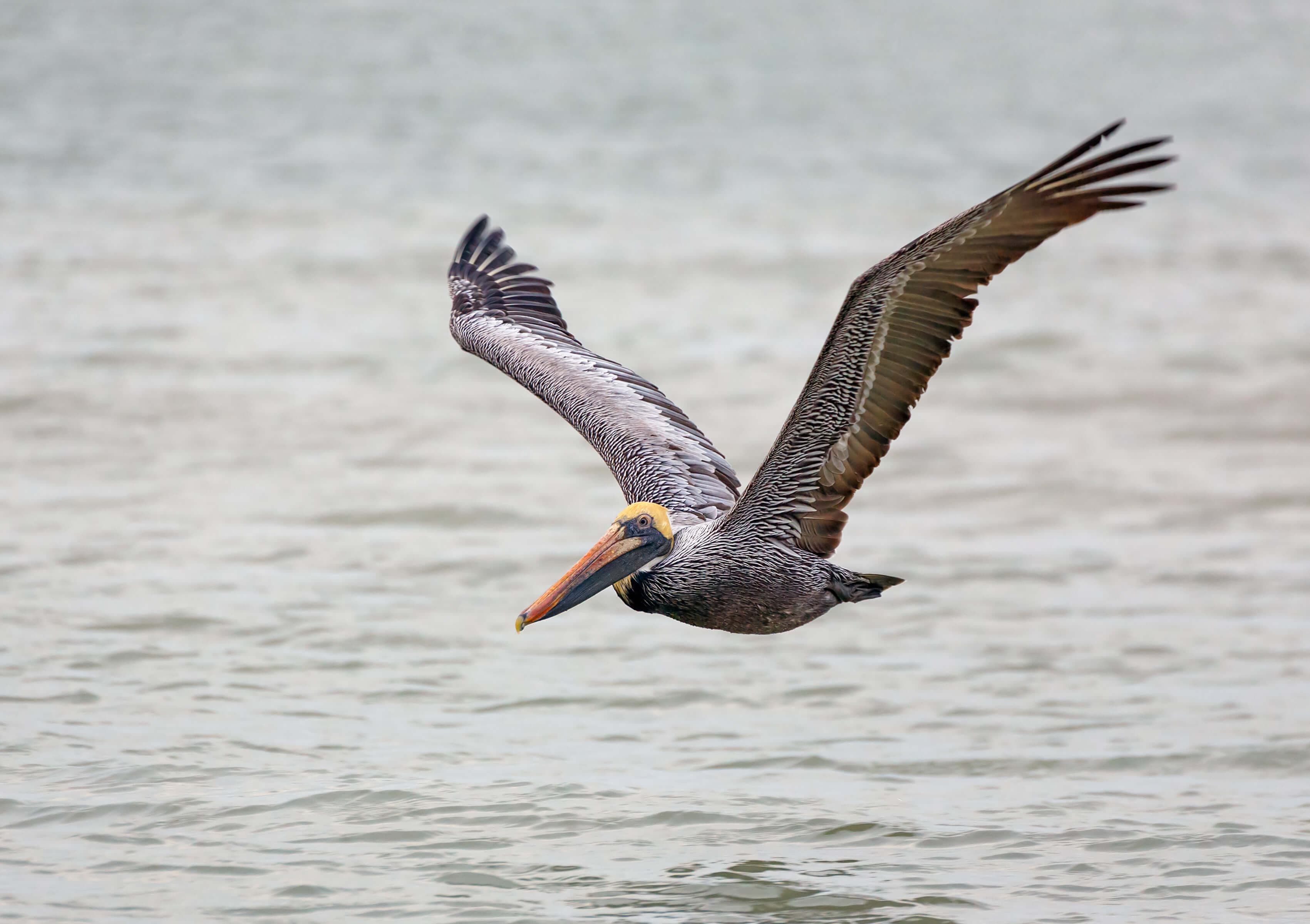 A pelican flies over a calm body of water.
