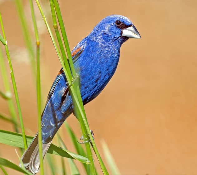 A vibrant blue bird perches among green grass.