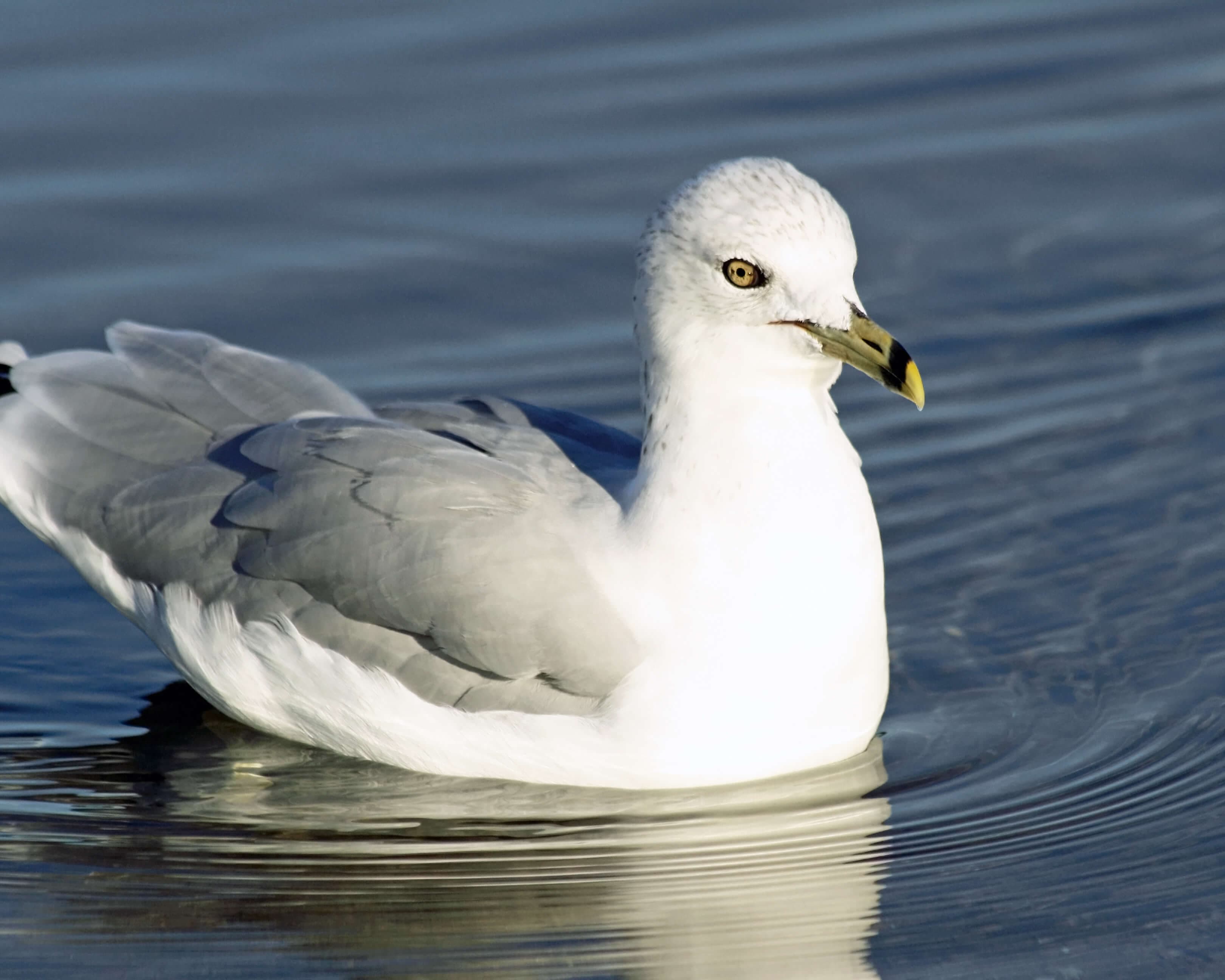 A white and gray seabird floats calmly on the water's surface.