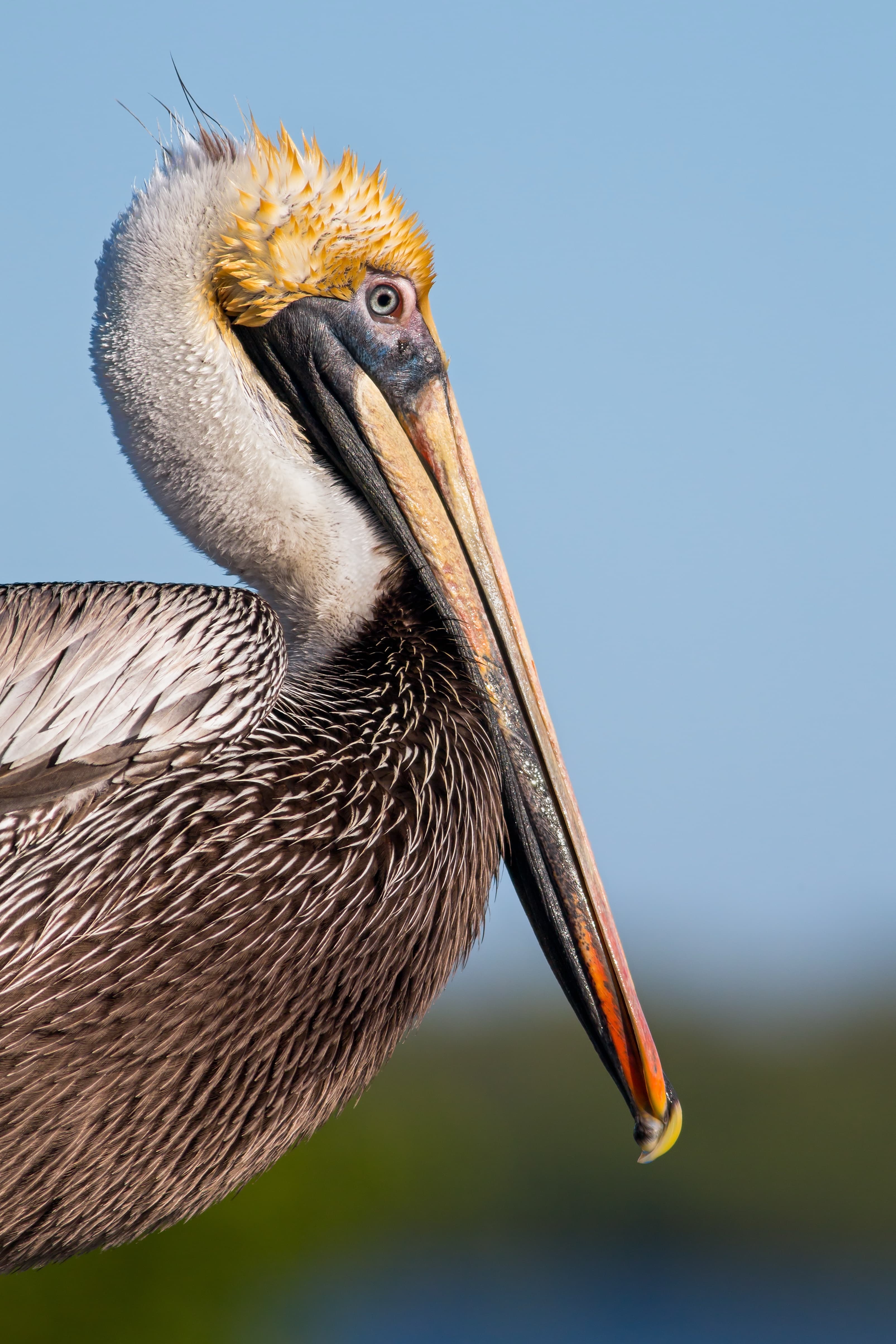A close-up of a brown pelican with a striking yellow and white head against a blue sky.