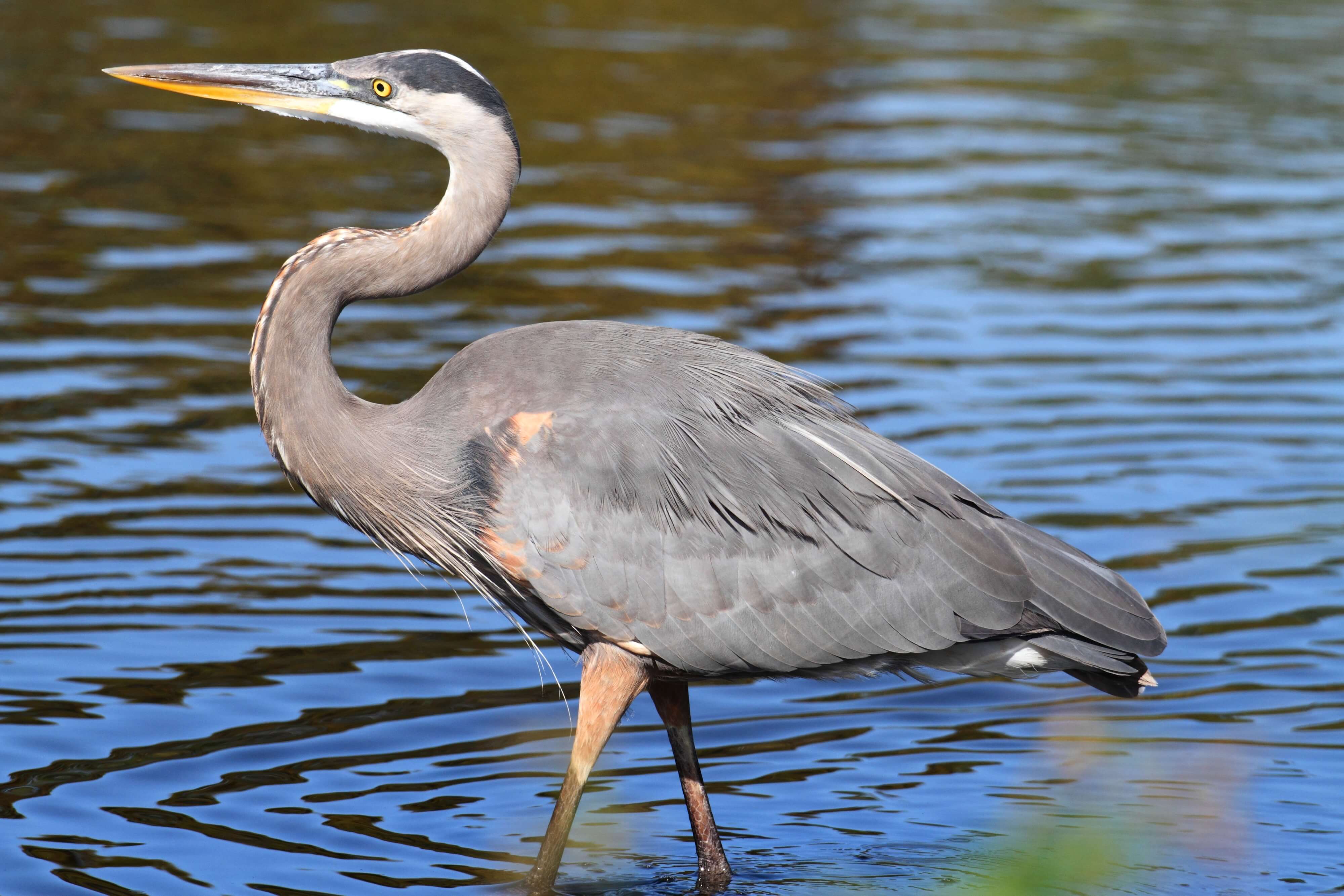 A great blue heron wading in calm water.