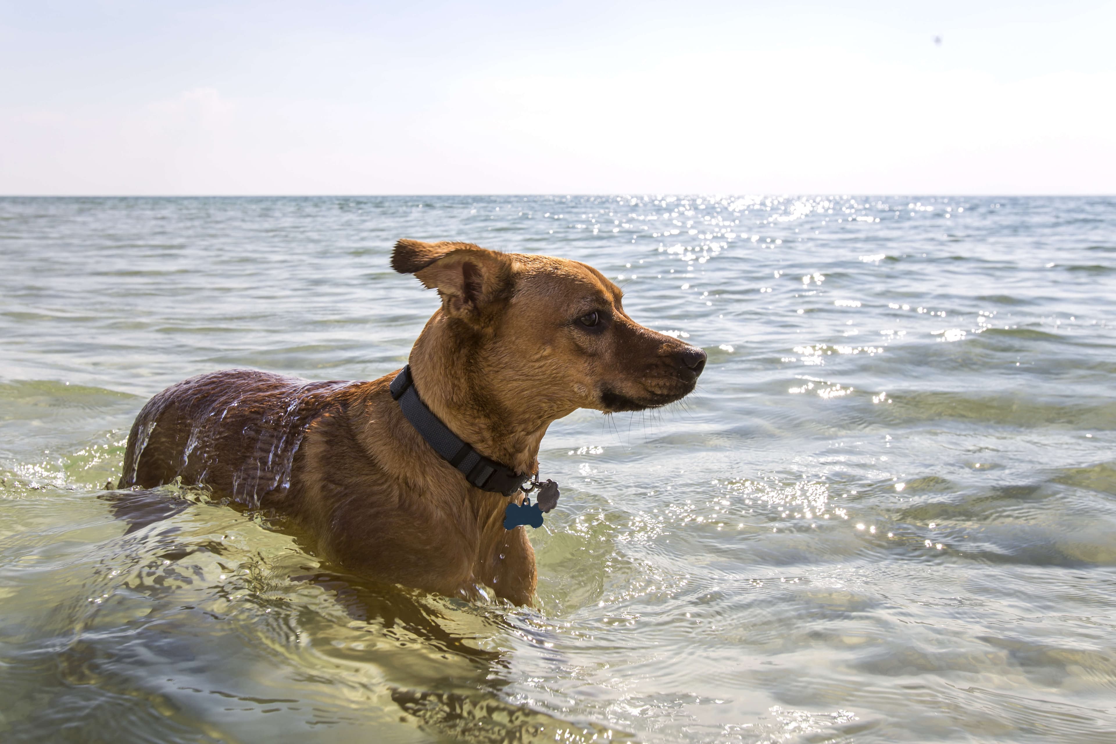A dog wades through shallow water at the beach.