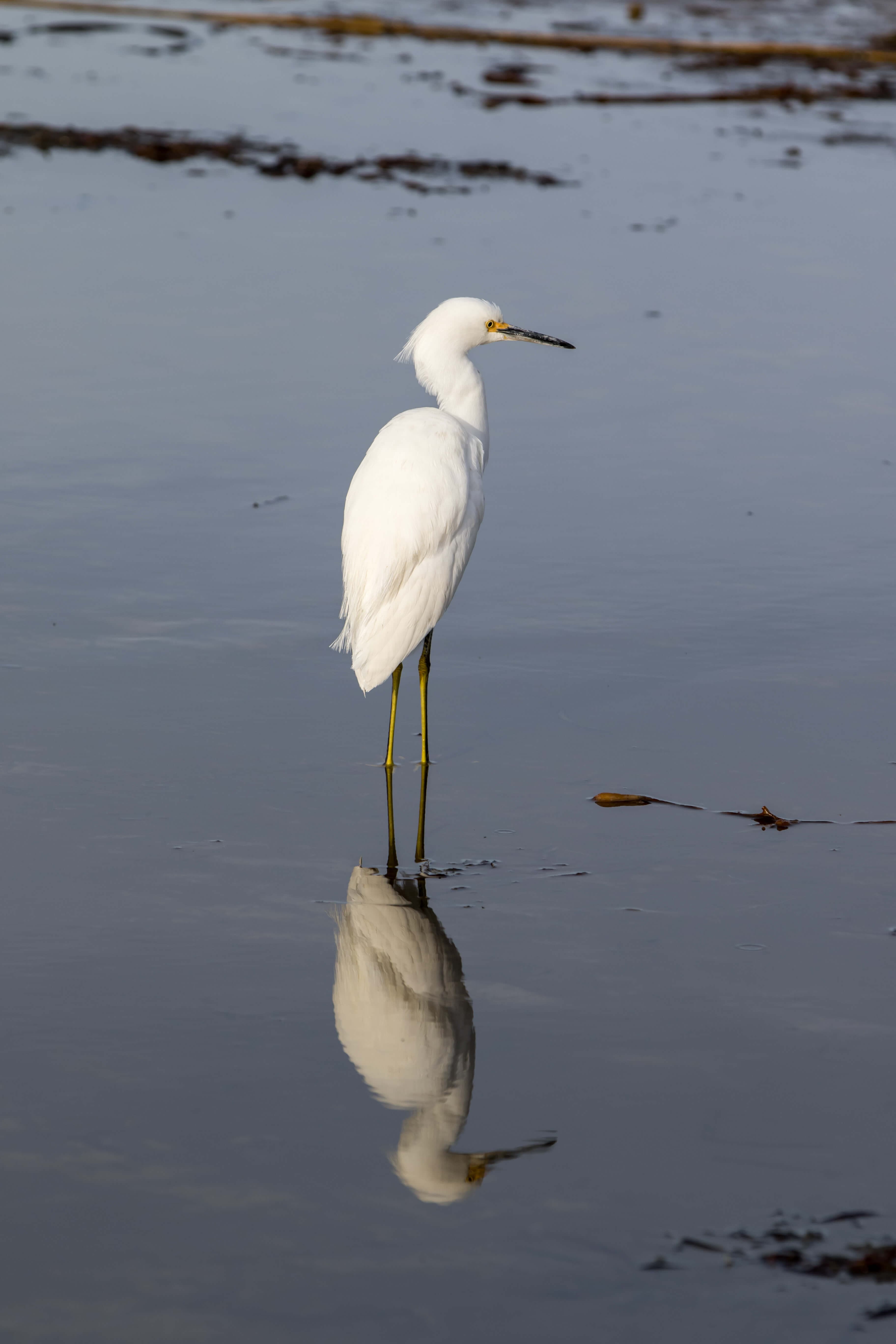 A white bird stands on the water's edge, reflecting in the calm surface.