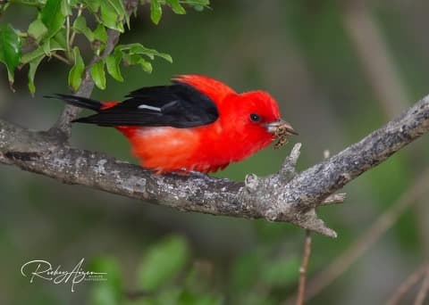 A vibrant red bird with black wings perched on a branch holding a small insect in its beak.