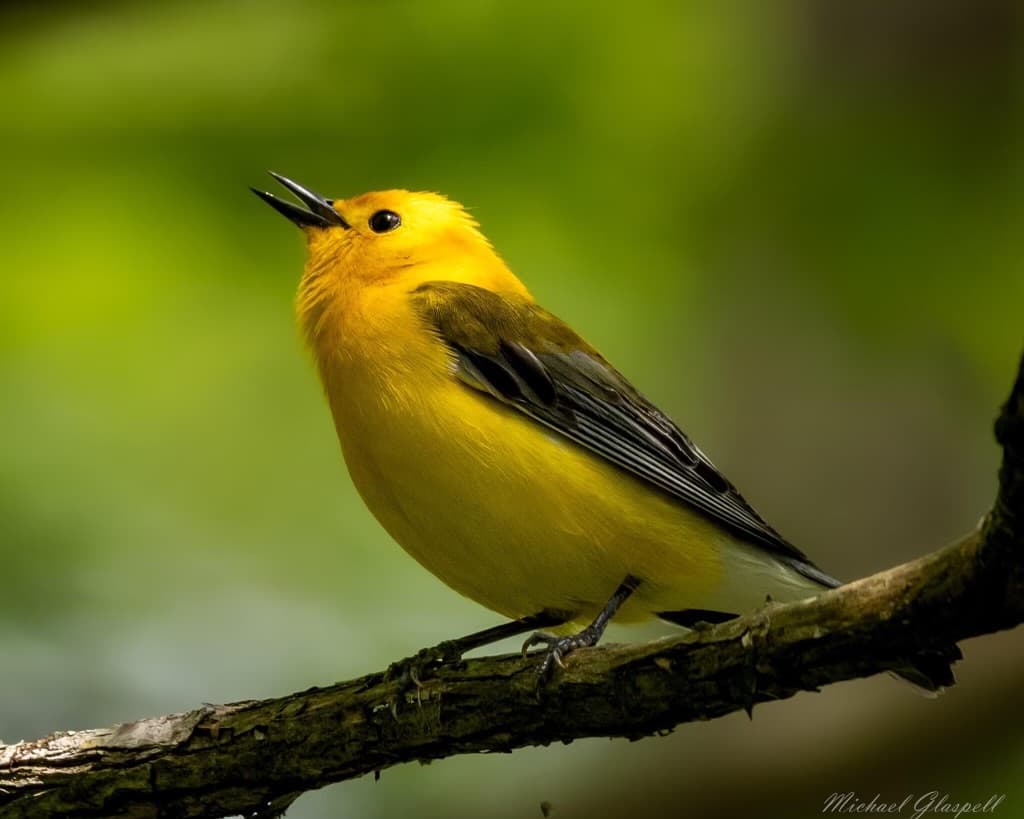 A vibrant yellow bird perches on a branch, singing against a blurred green background.