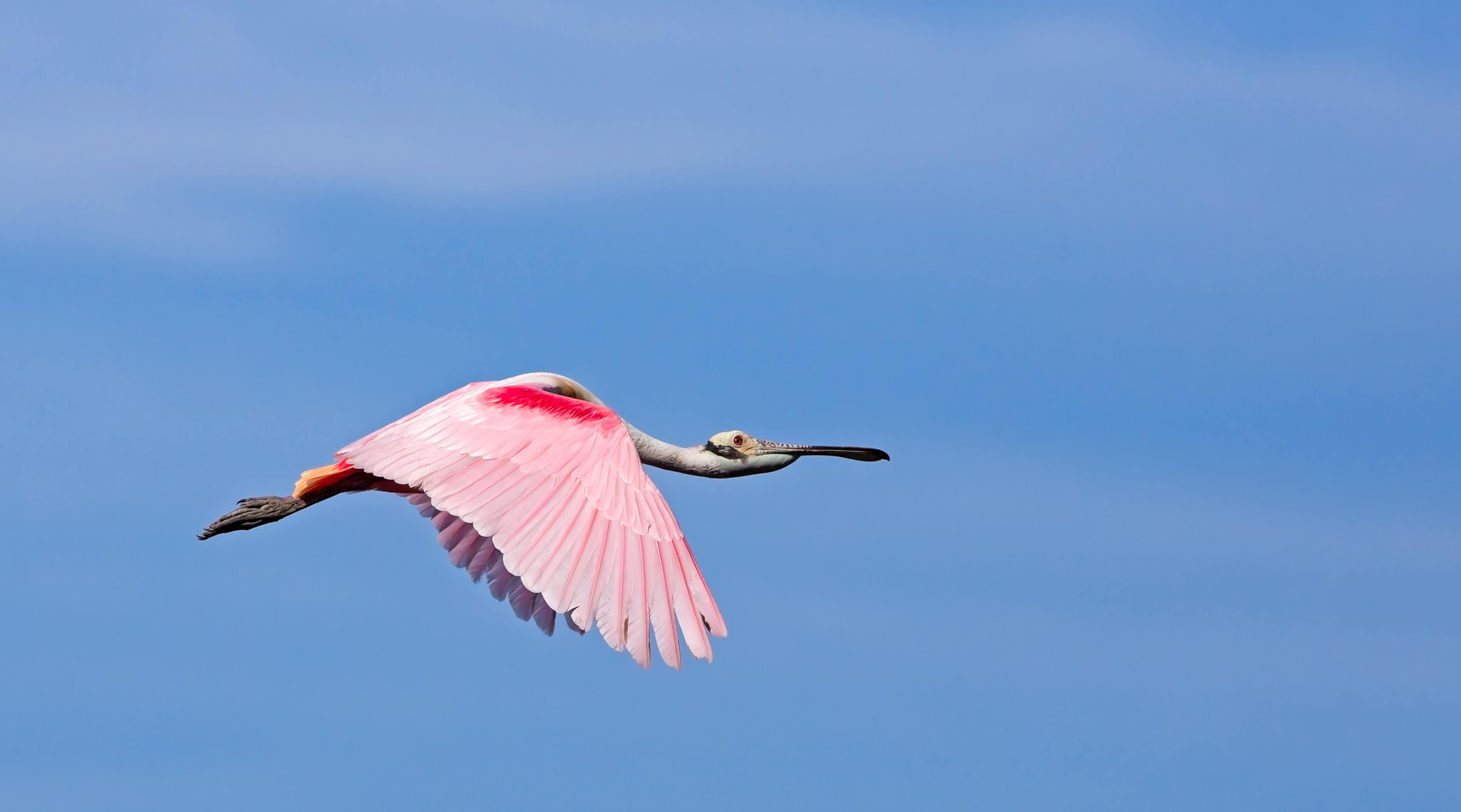A roseate spoonbill soaring against a blue sky.