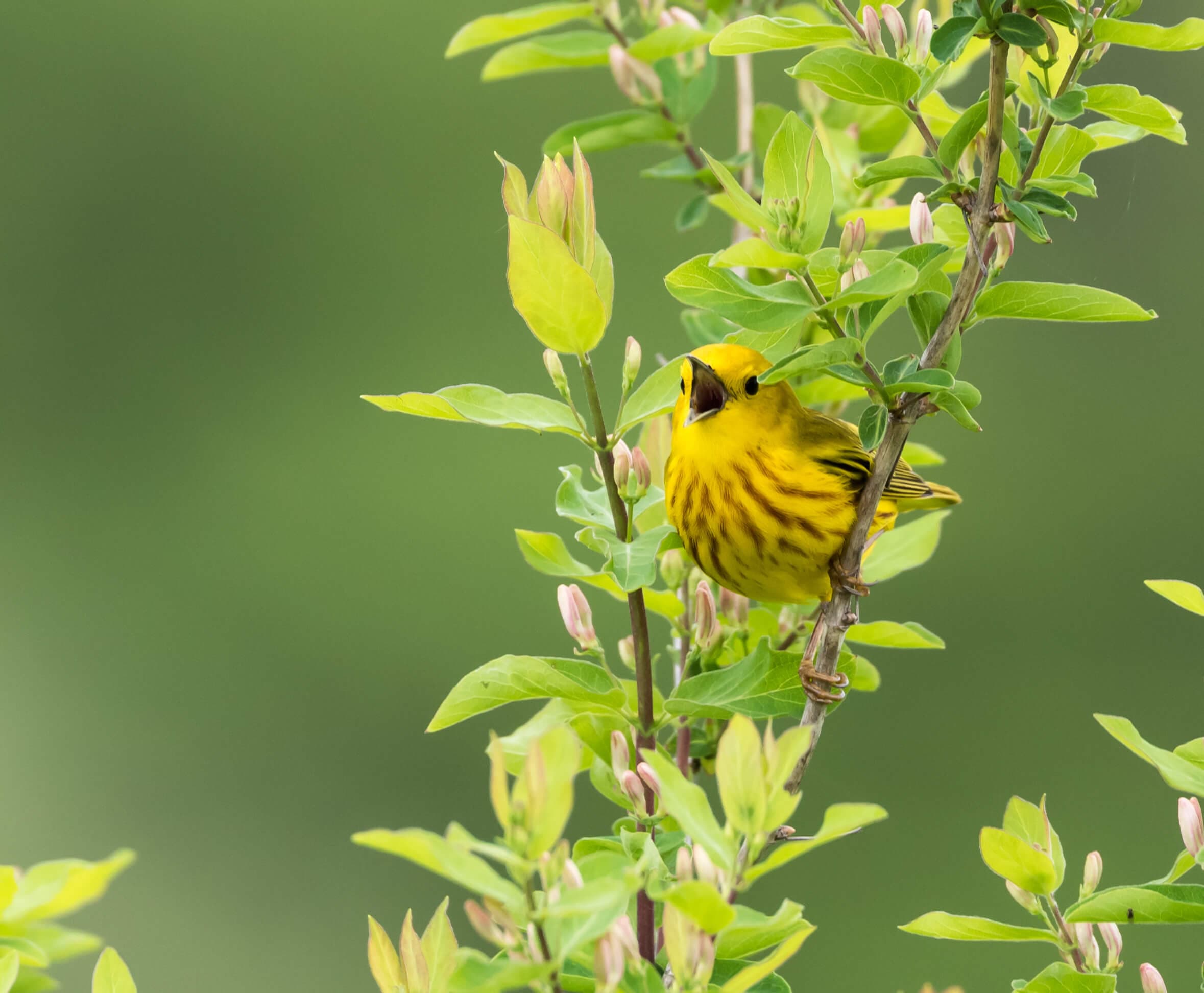 A yellow bird perched among green leaves.