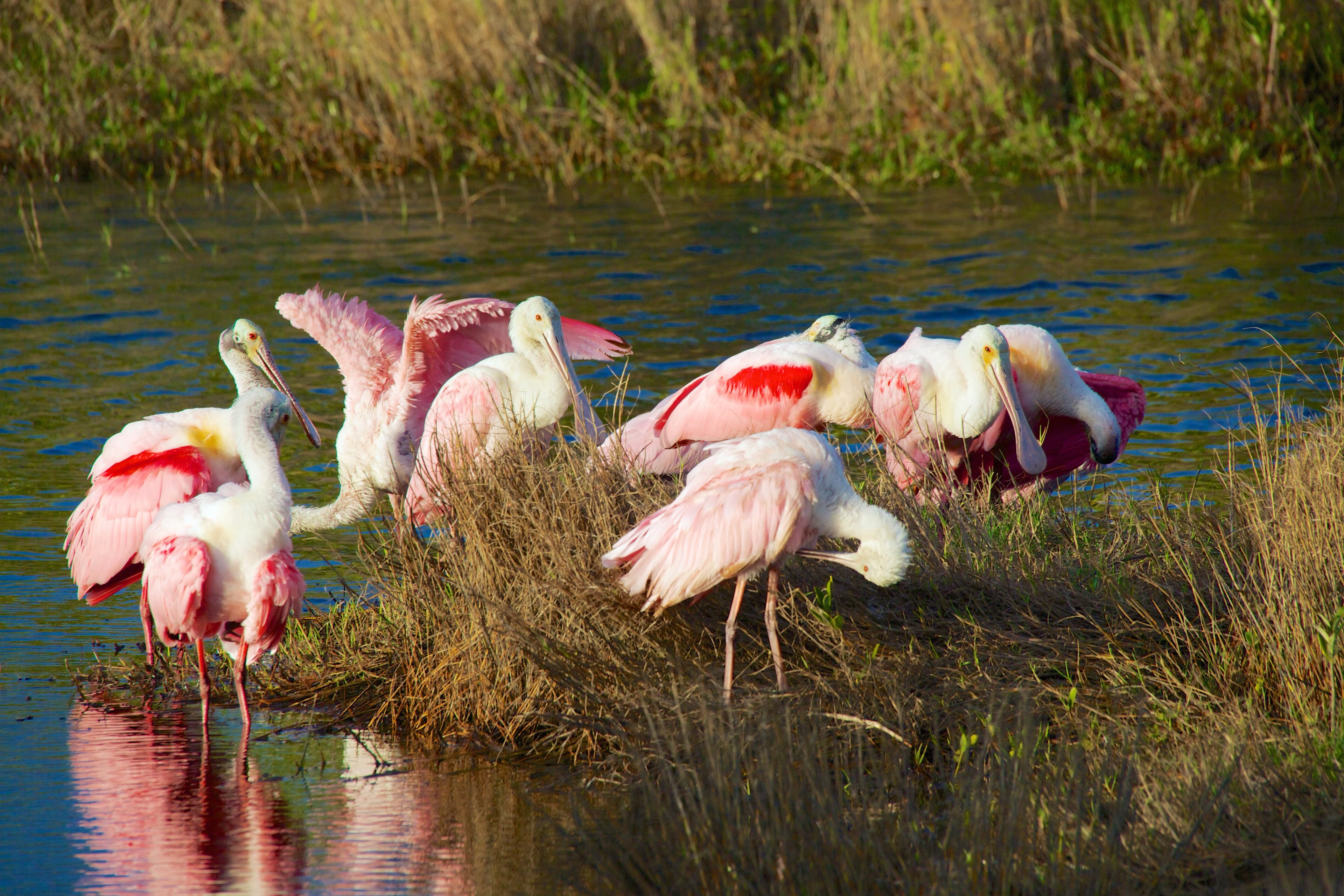 A group of pink and white birds stands near a body of water, surrounded by dry grass.