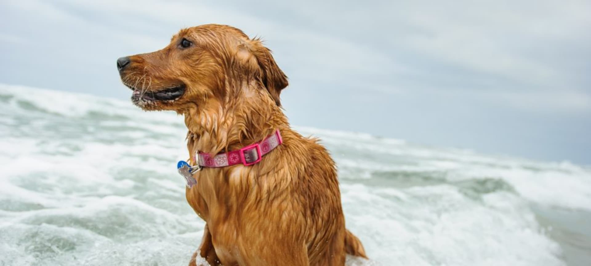 A golden retriever standing in shallow ocean water.