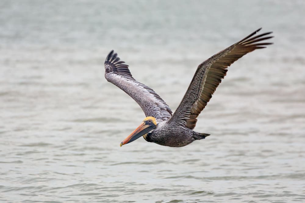 A brown pelican flying over the water.