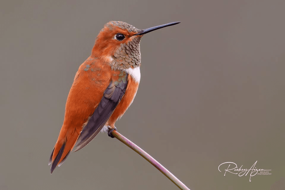 Rufous Hummingbird near Blue Dolphin Inn & Cottages in Grand Isle, LA