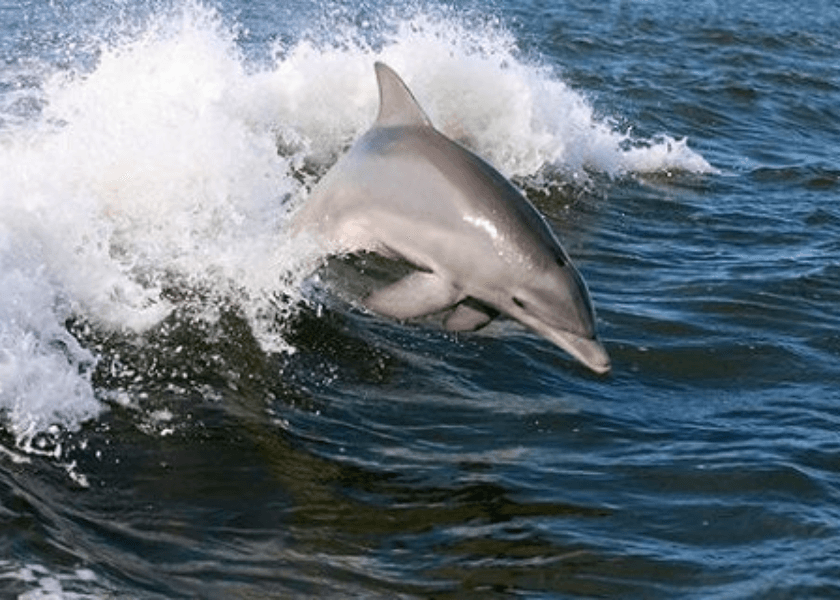 dolphins jumping the waves