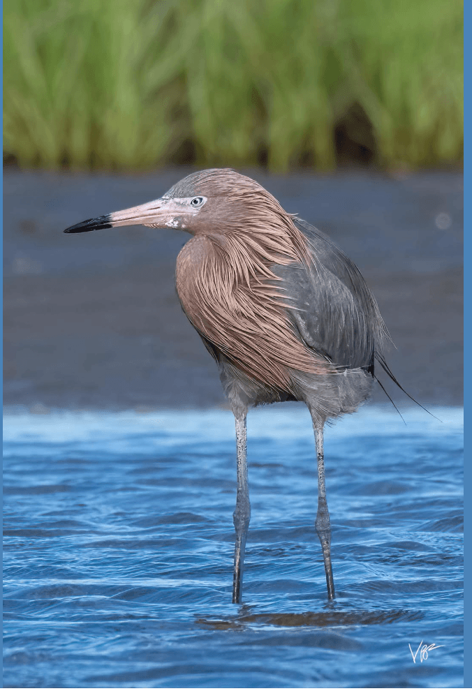 Reddish Egret wading in the shallow waters of Elmer's Island Wildlife Refuge near Grand Isle, Louisiana.