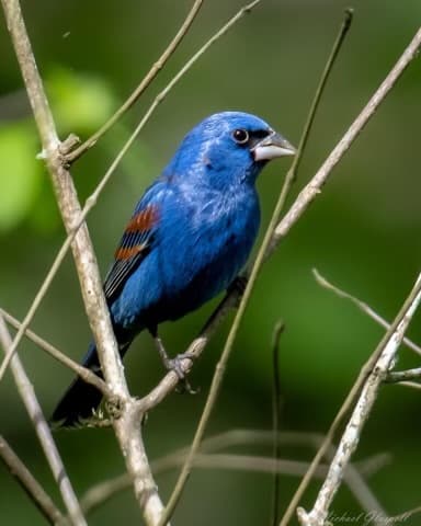Blue Grosbeak near Blue Dolphin Inn & Cottages in Grand Isle, LA