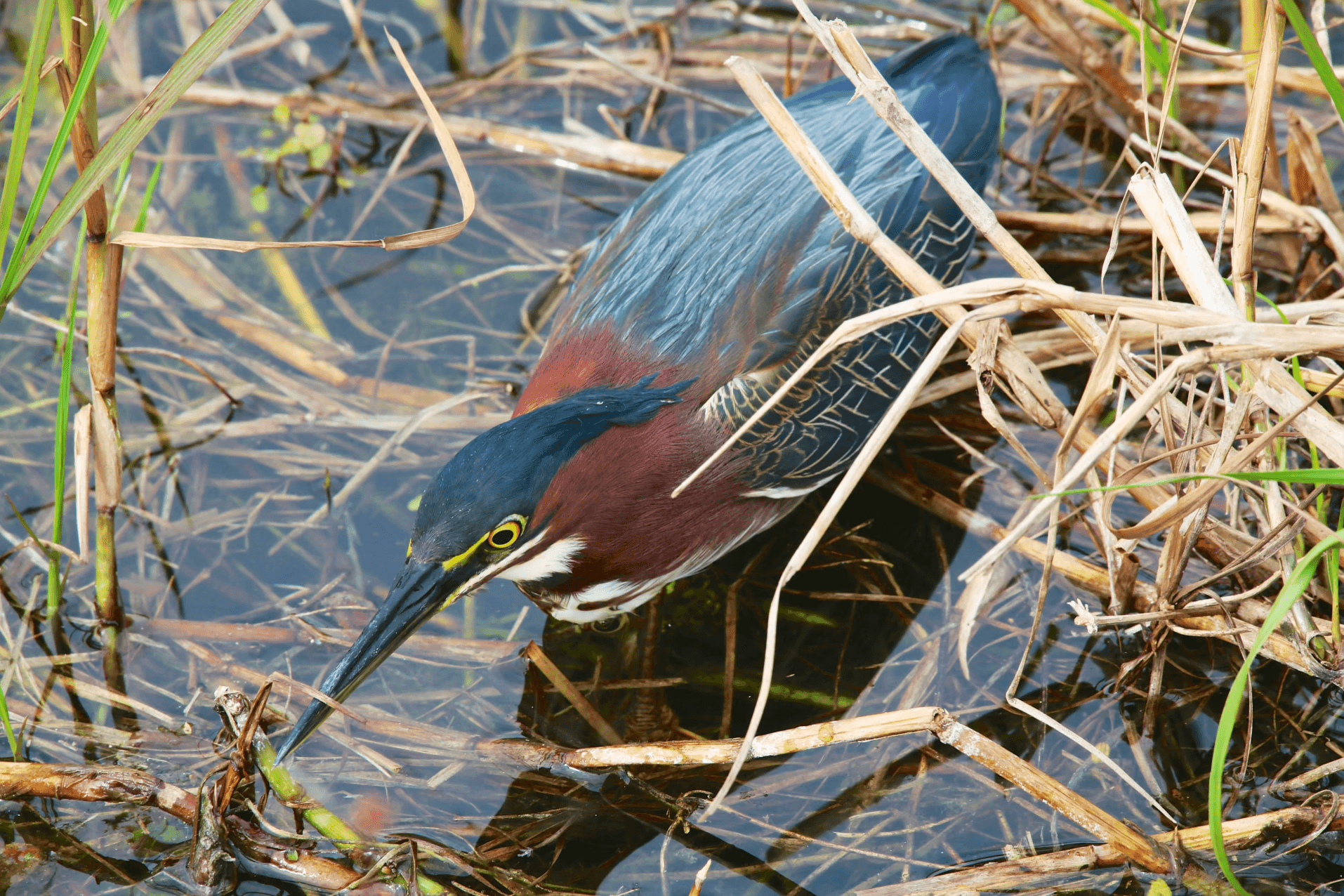 A green heron crouched low, hunting in a marshy wetland