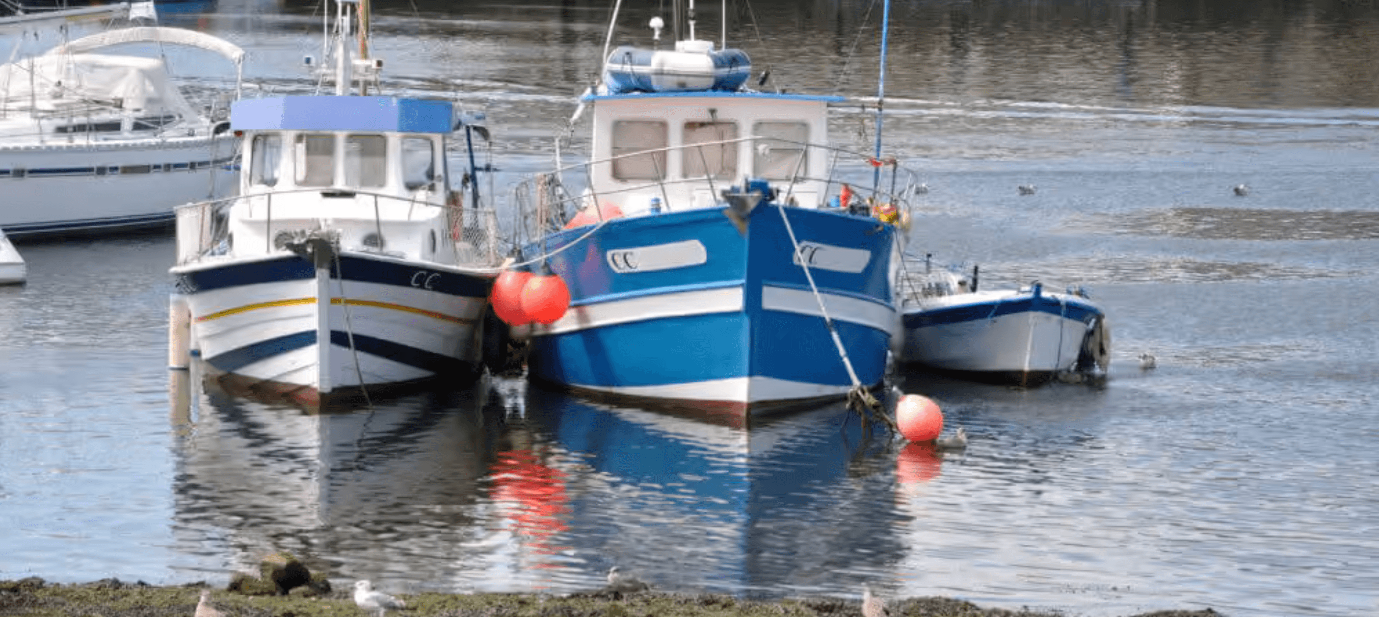 Fishing boats moored in a calm harbor, with orange buoys and gulls near the shoreline